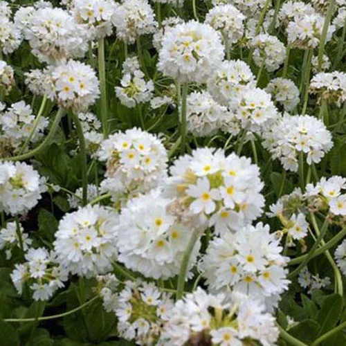 Sleutelbloem