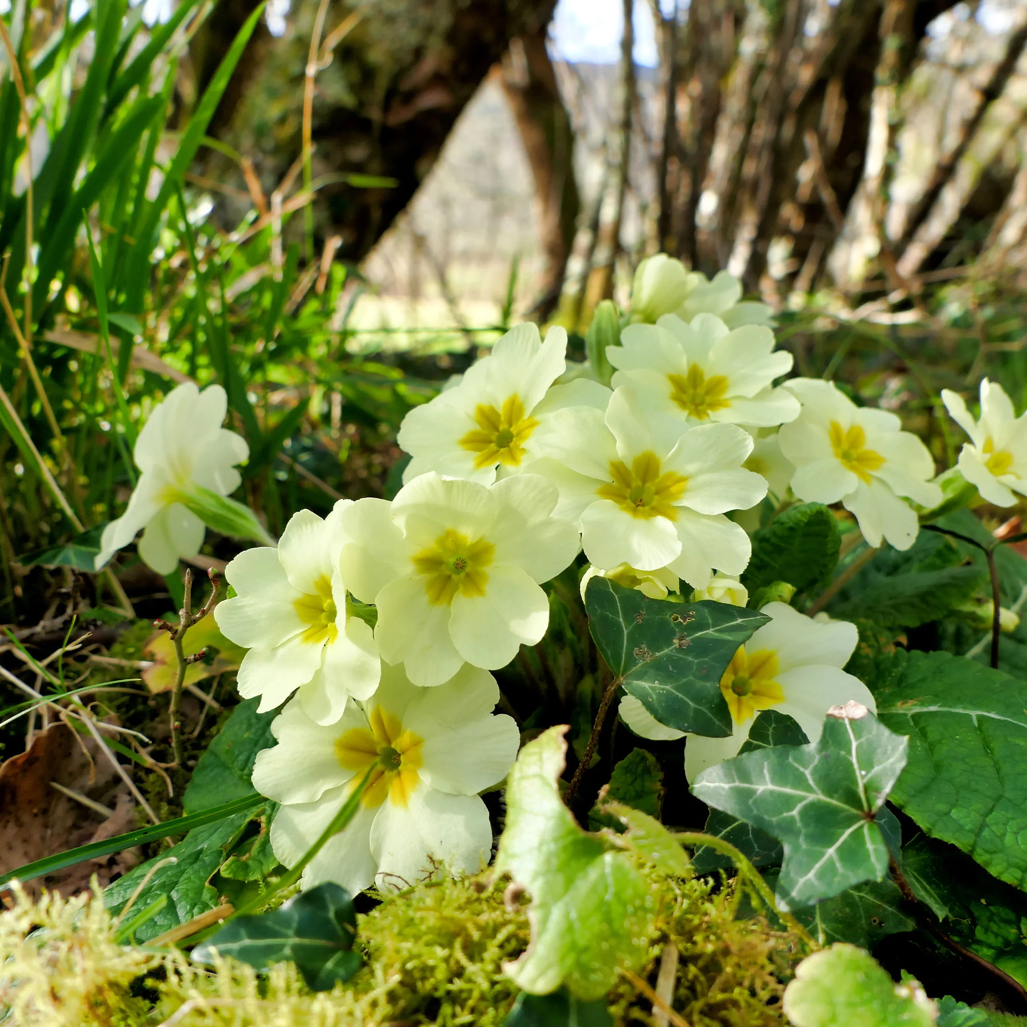 Sleutelbloem