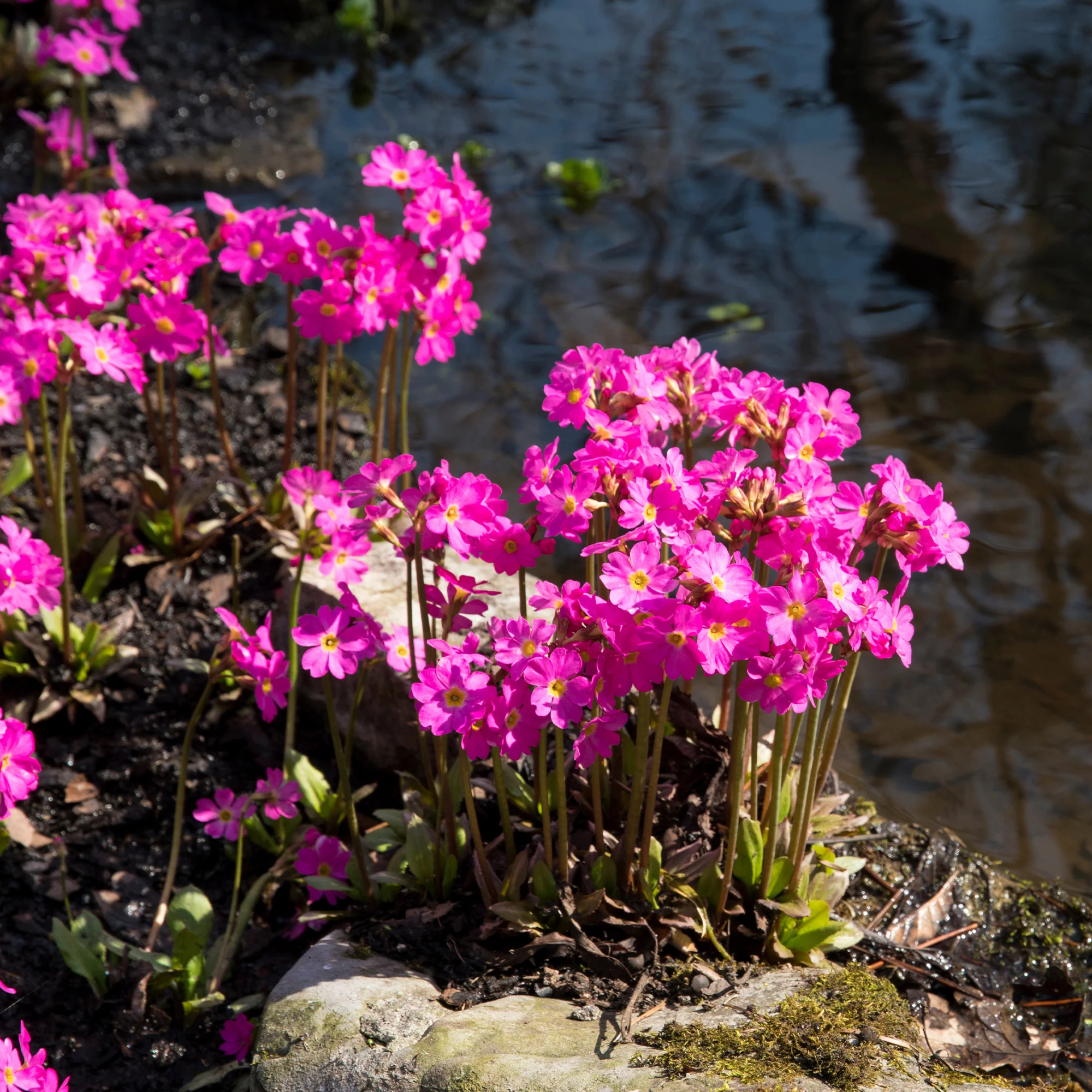 Sleutelbloem rood - Image 2