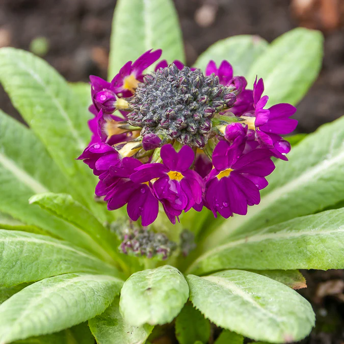 Sleutelbloem Rubin