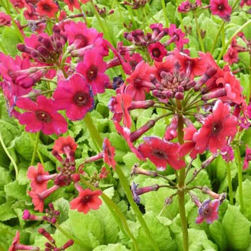 Sleutelbloems Millers Crimson