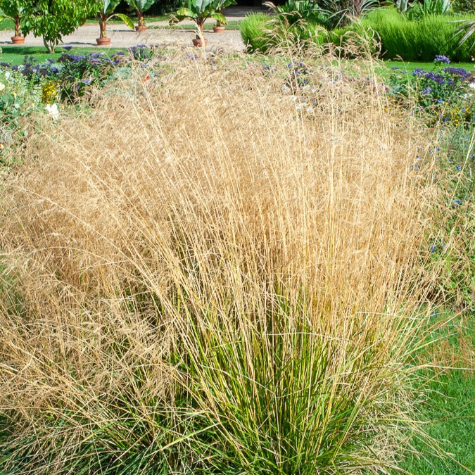 Smele Goldtau - Image 2