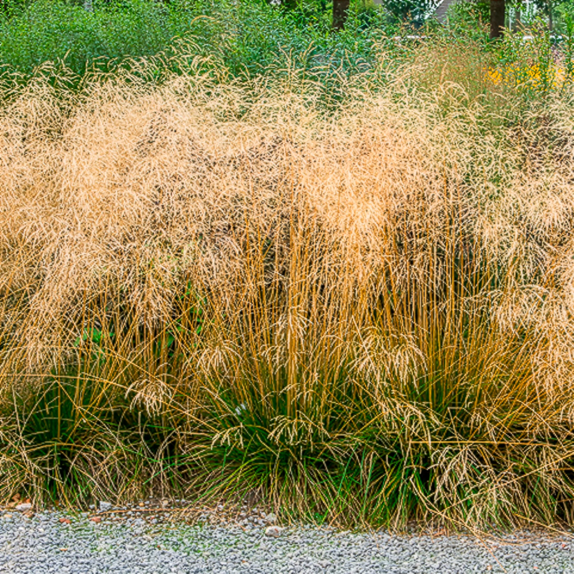 Smele Goldtau - Image 3