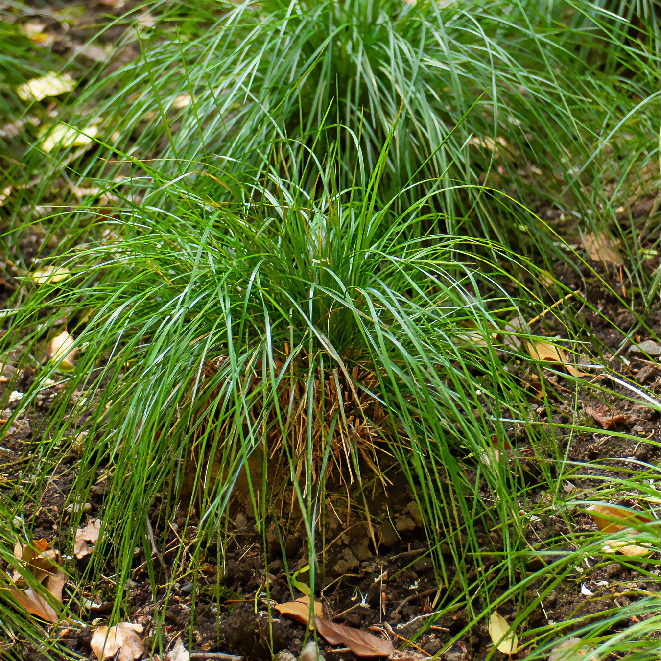 Smele Goldschleie