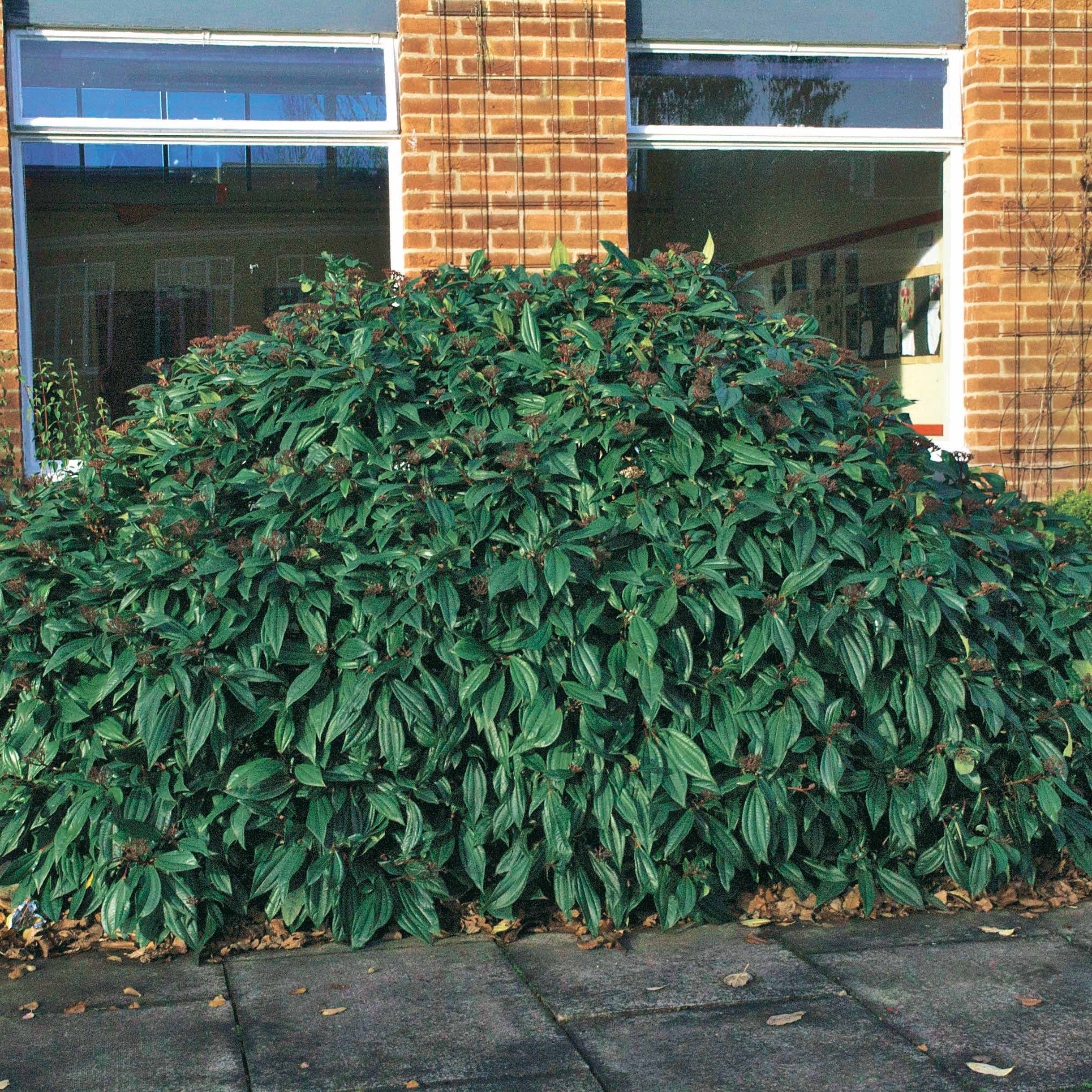 Sneeuwbal Davidii
