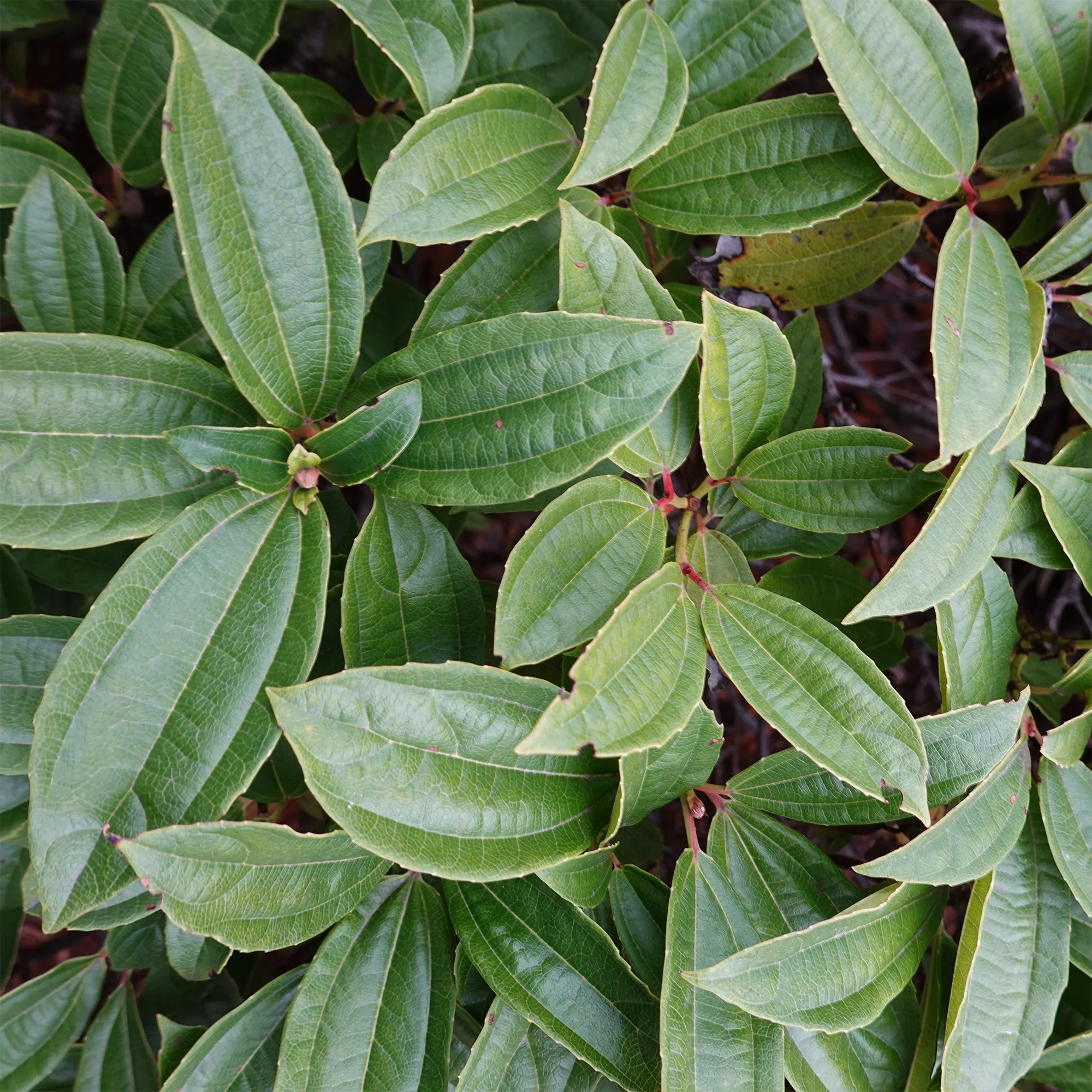 Sneeuwbal Davidii - Image 2