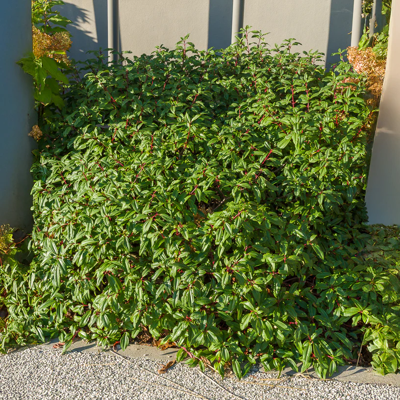 Sneeuwbal Davidii - Image 4