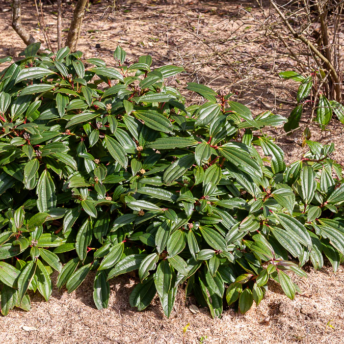 Sneeuwbal Davidii - Image 5