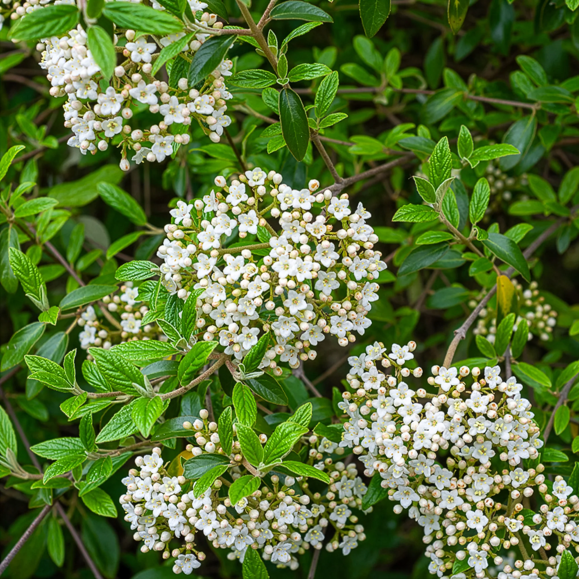 Sneeuwbal Burkwoord - Image 7