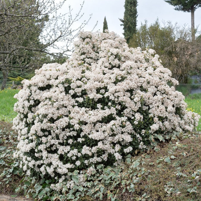 Sneeuwbal Tinus - Image 3
