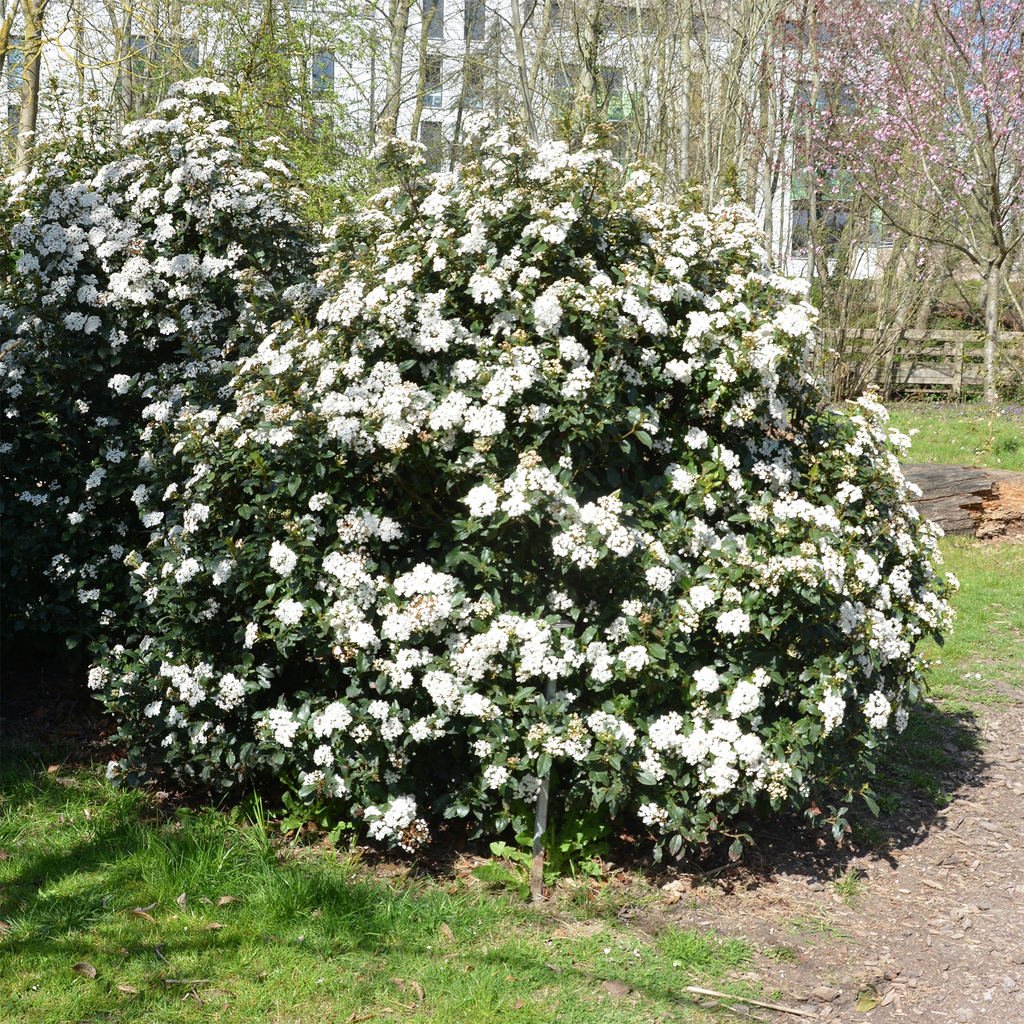 Sneeuwbal Tinus - Image 4
