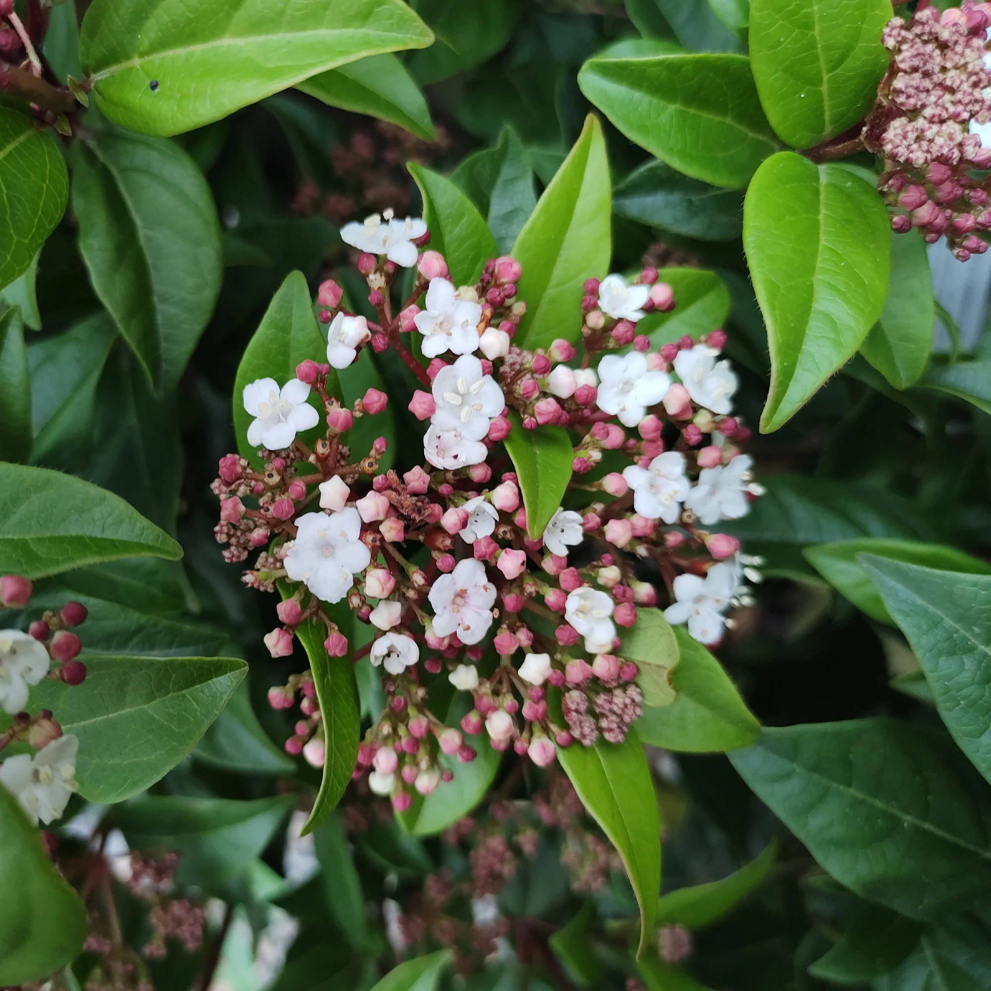 Sneeuwbal 'Spirit'