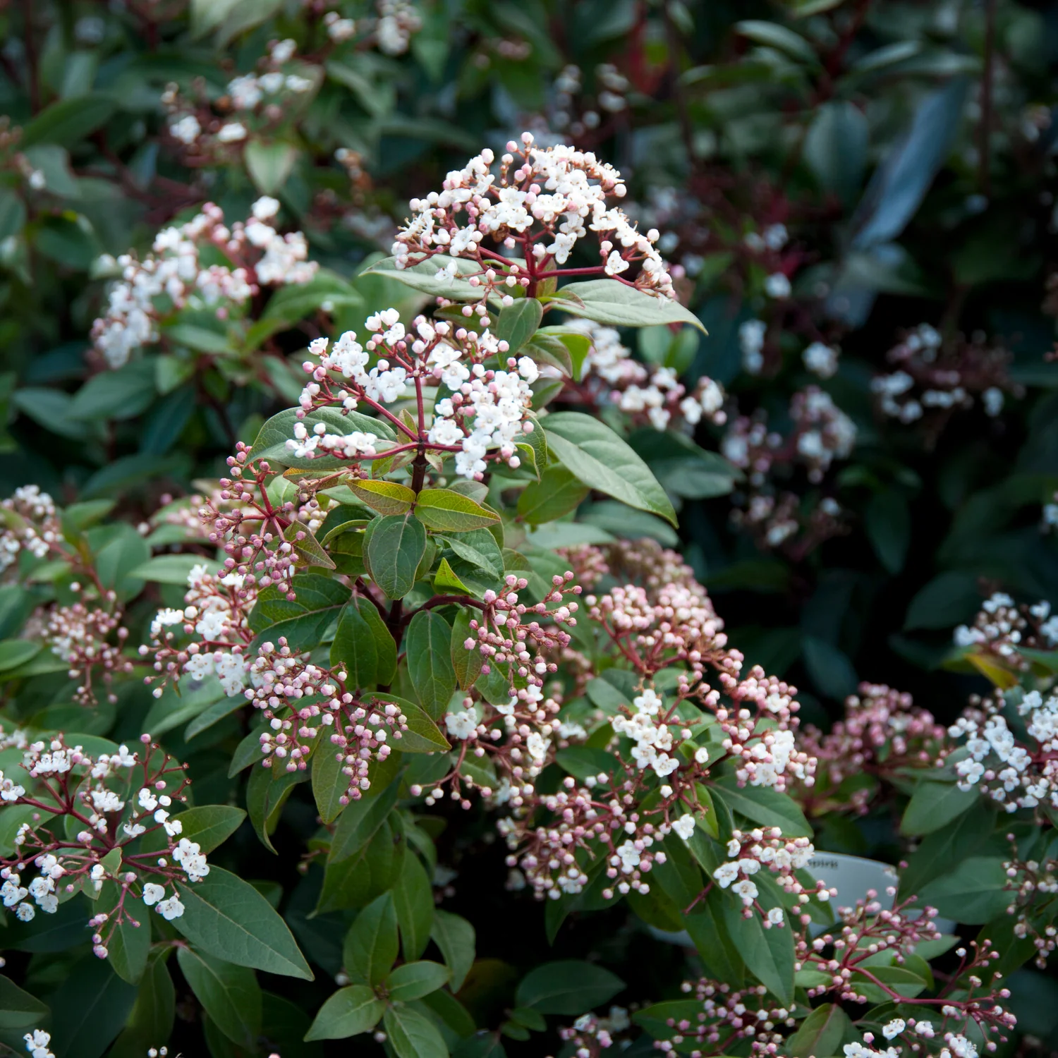 Sneeuwbal 'Spirit' - Image 2