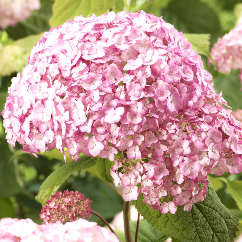 Sneeuwbalhortensia 'Candy Bell Bubblegum'® - Image 2