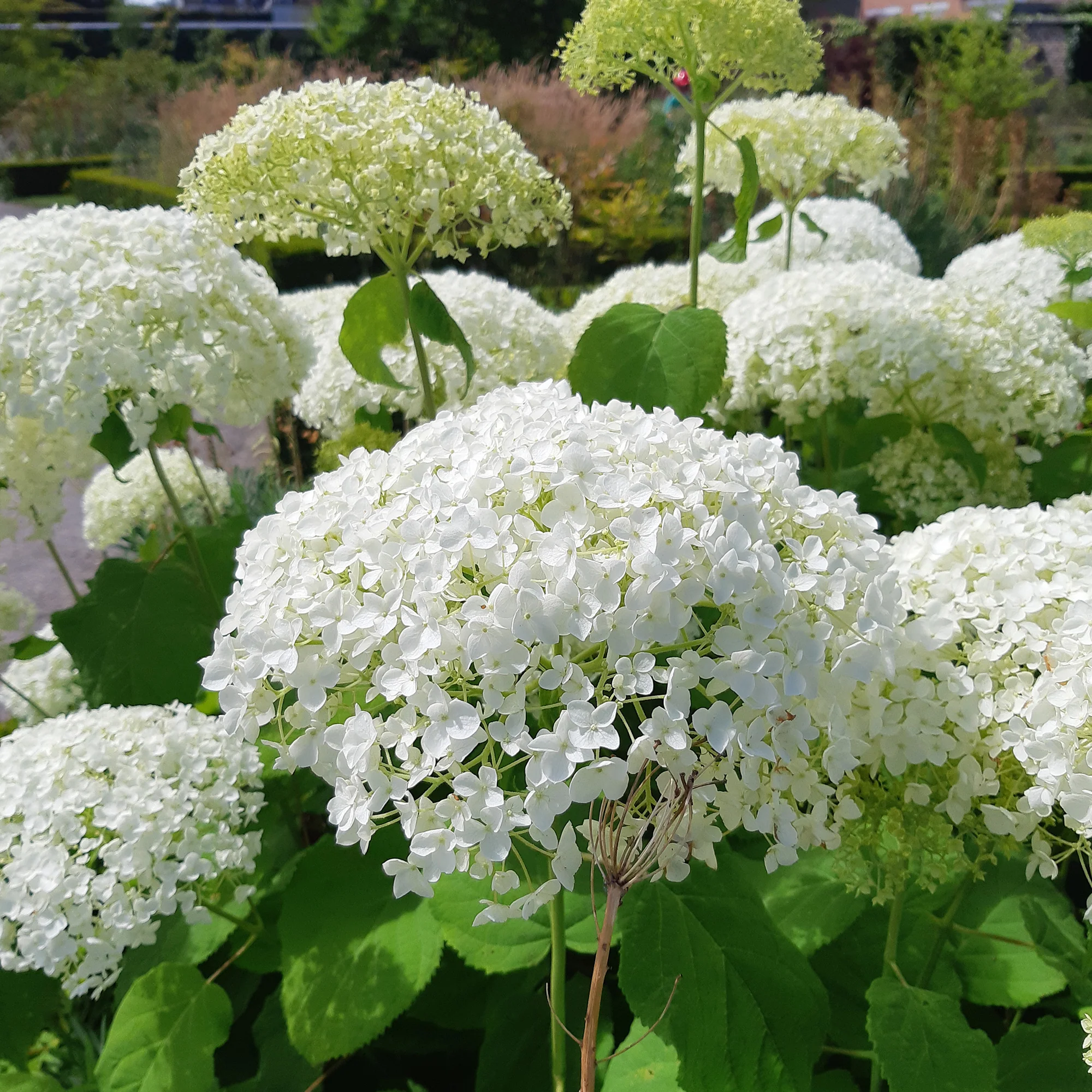 Sneeuwbalhortensia 'Strong Annabelle' - Image 3