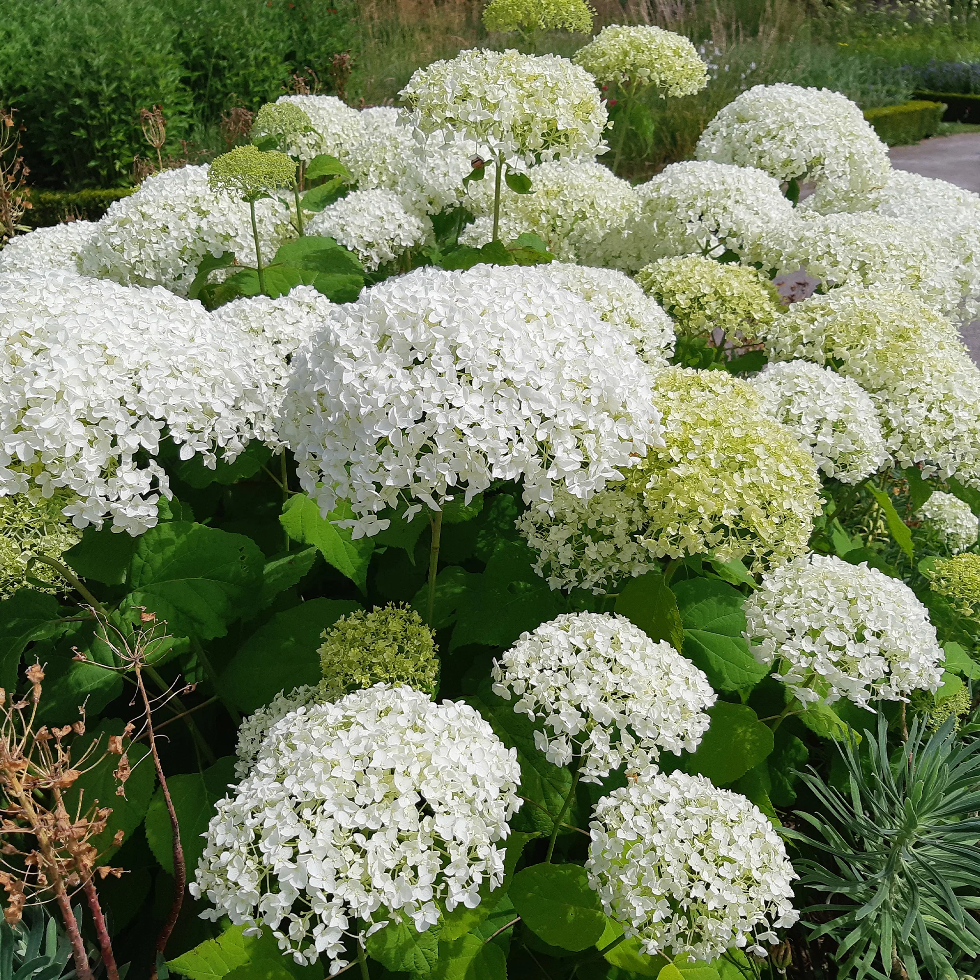Sneeuwbalhortensia 'Strong Annabelle' - Image 4