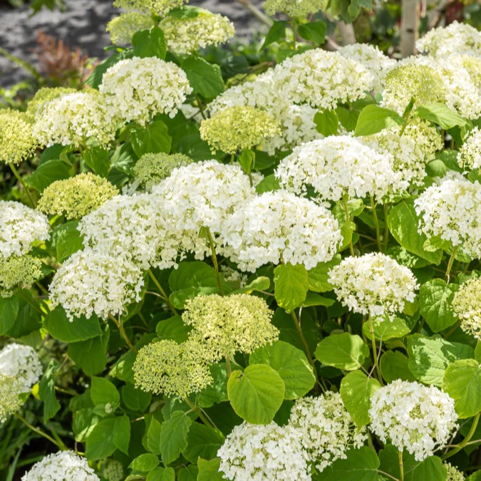 Sneeuwbalhortensia 'Strong Annabelle' - Image 5