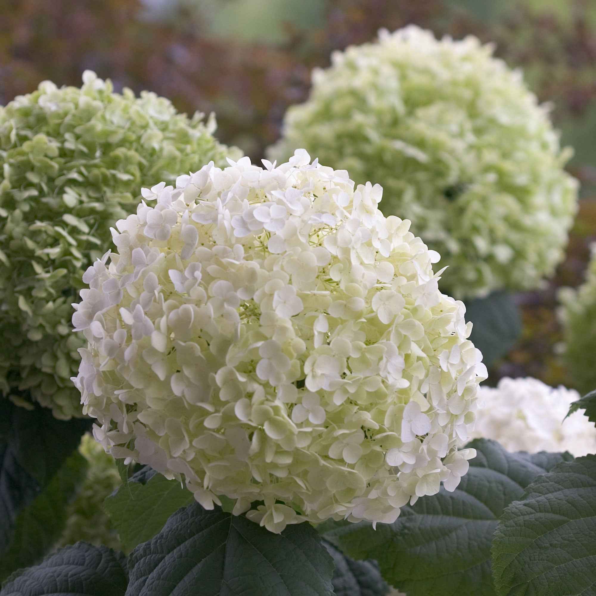 Sneeuwbalhortensia 'Strong Annabelle' - Image 6