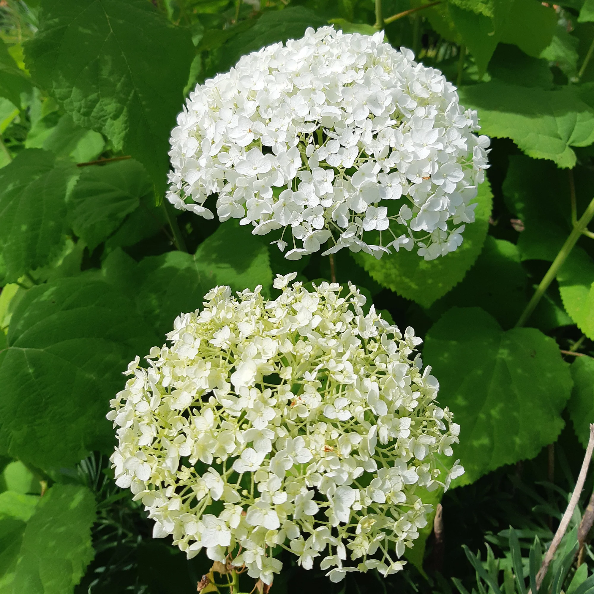 Sneeuwbalhortensia 'Strong Annabelle' - Image 7