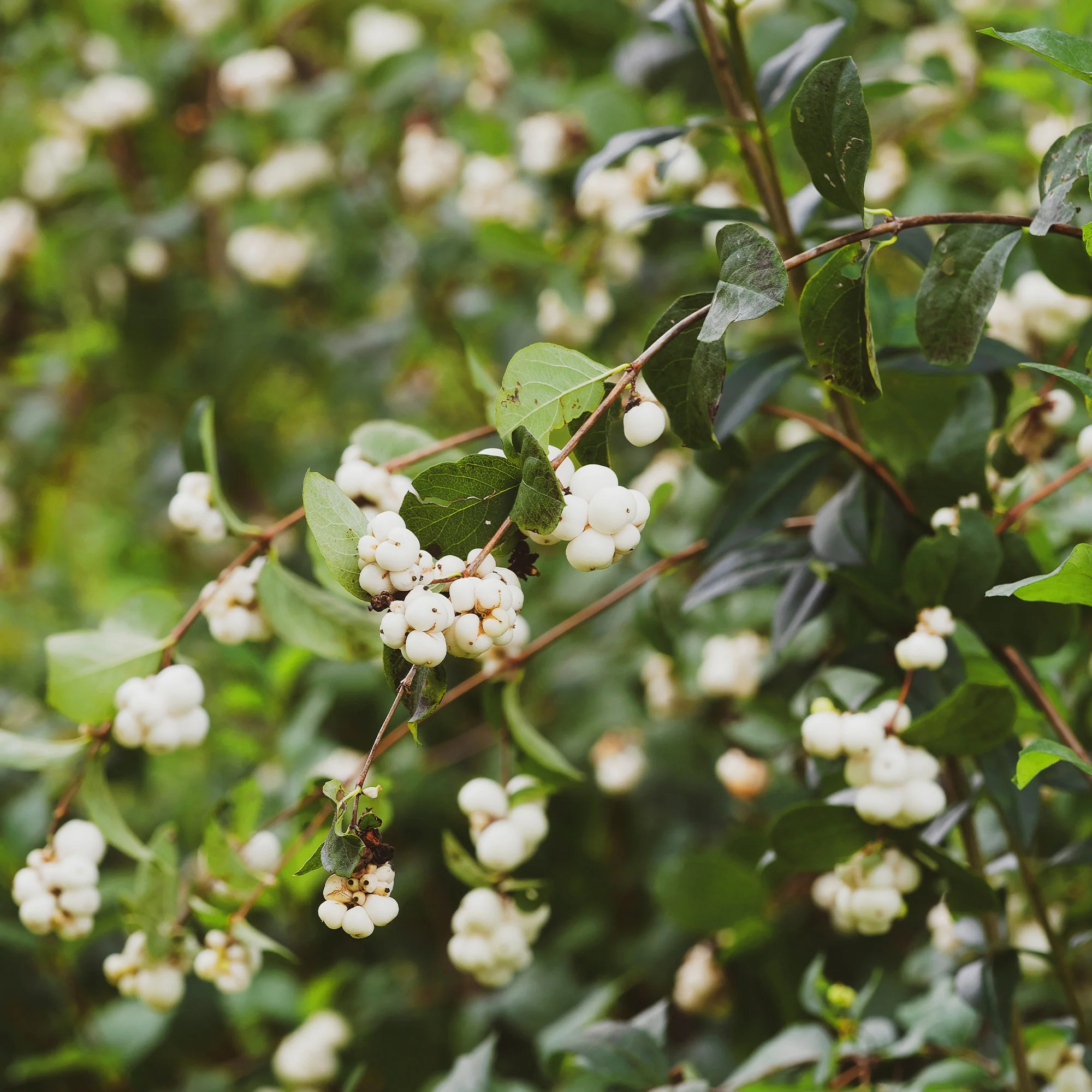 Sneeuwbes White Hedge