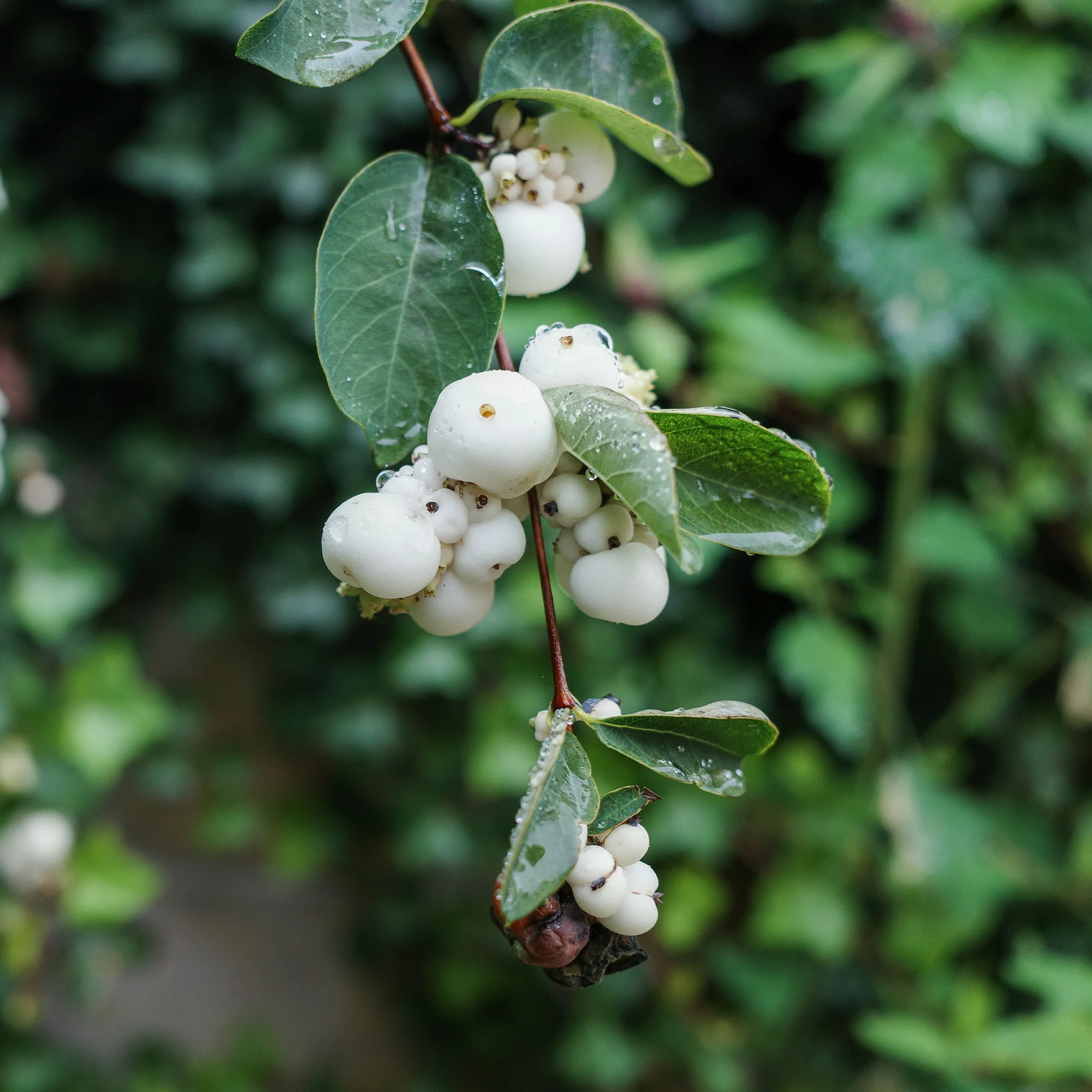 Sneeuwbes White Hedge - Image 3