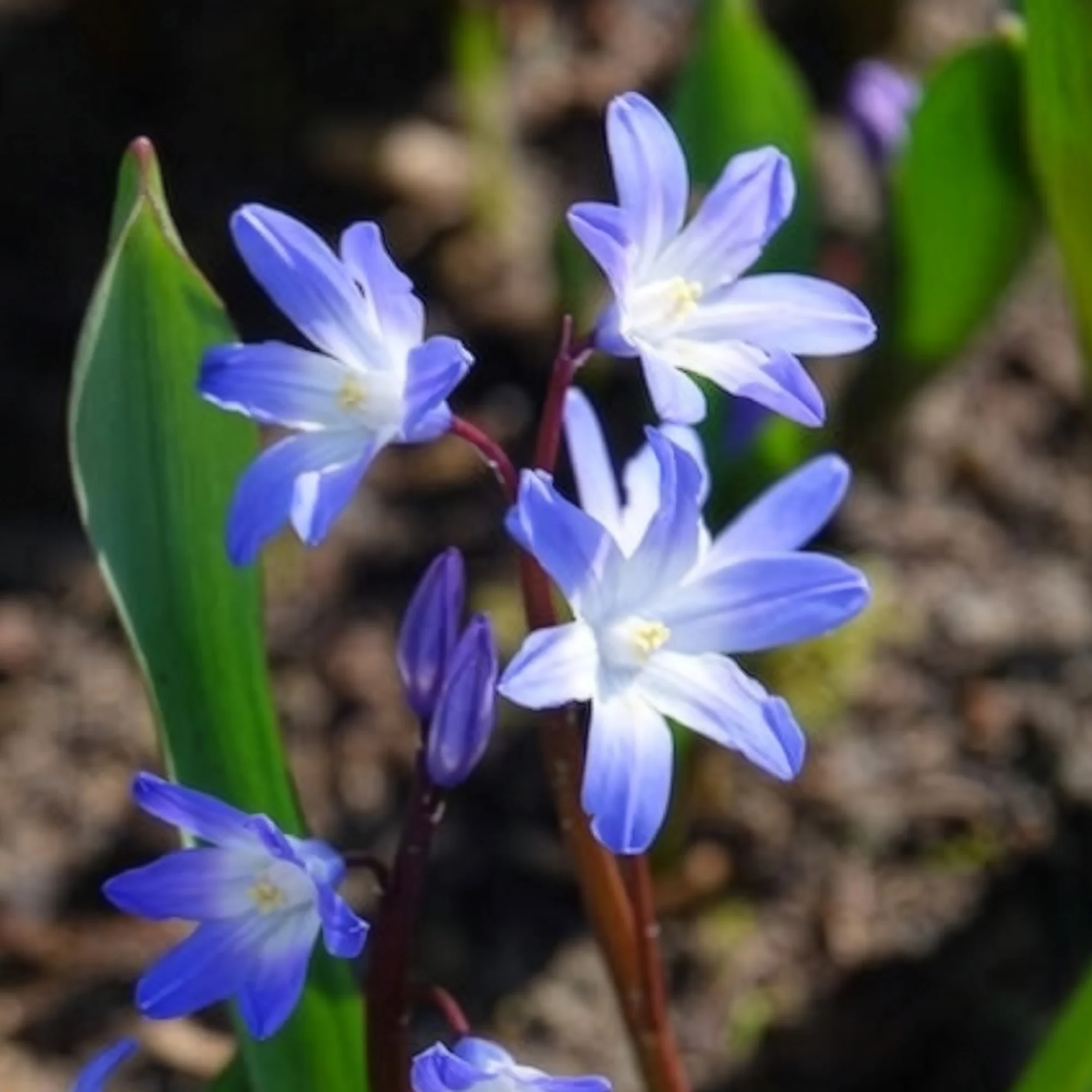 Sneeuwglorie 'Forbesii' - Image 4