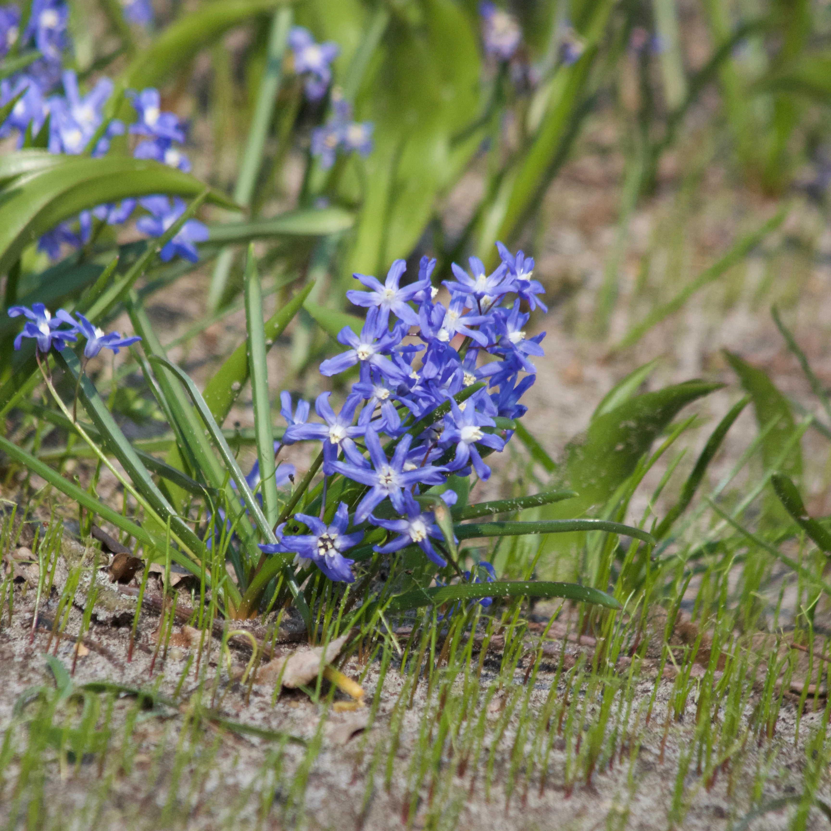 Sneeuwglorie 'Luciliae'