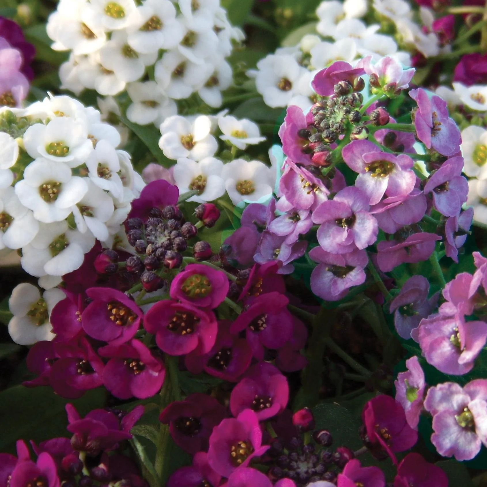 Miniatuur 2