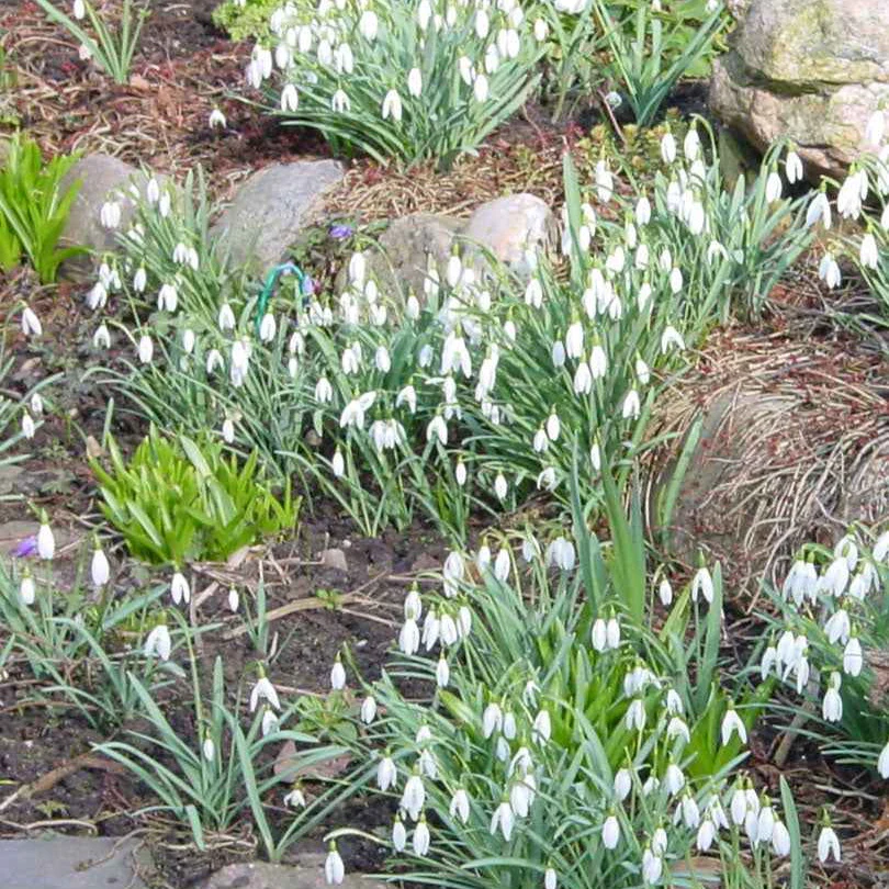 Miniatuur 2