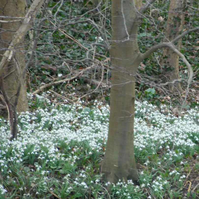 Sneeuwklokje (x25) - Image 3