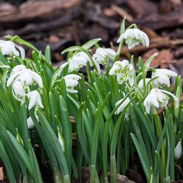 Sneeuwklokje 'Flore Pleno' (x10)