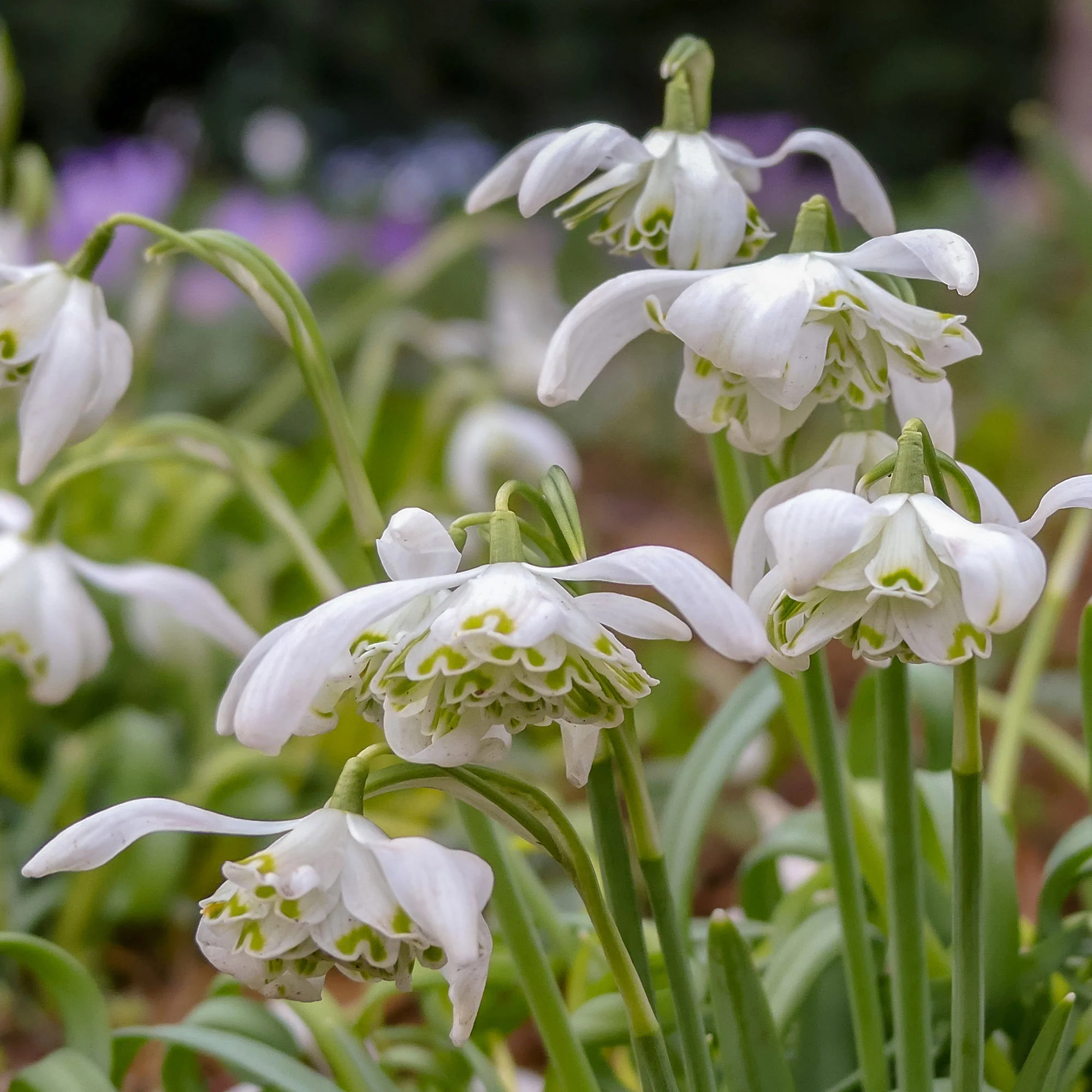 Sneeuwklokje 'Flore Pleno' (x10) - Image 2