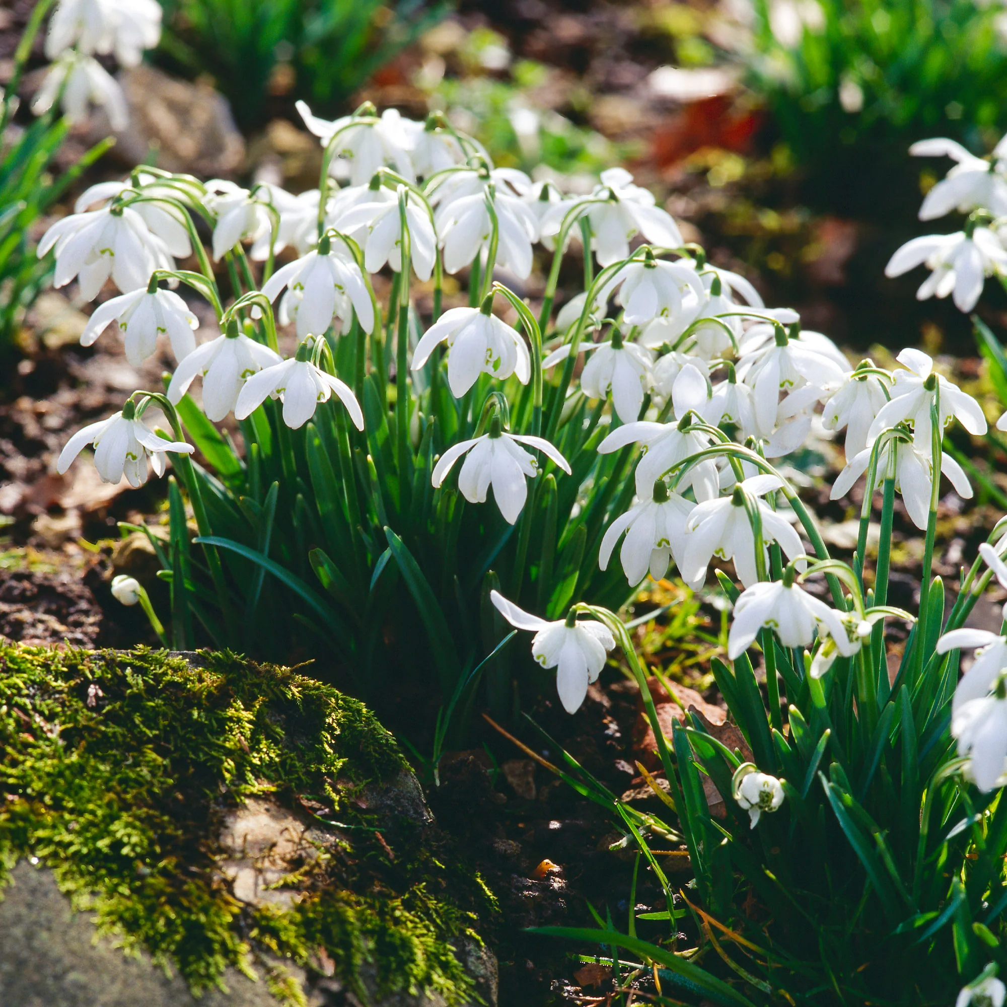 Sneeuwklokje 'Flore Pleno' (x10) - Image 3