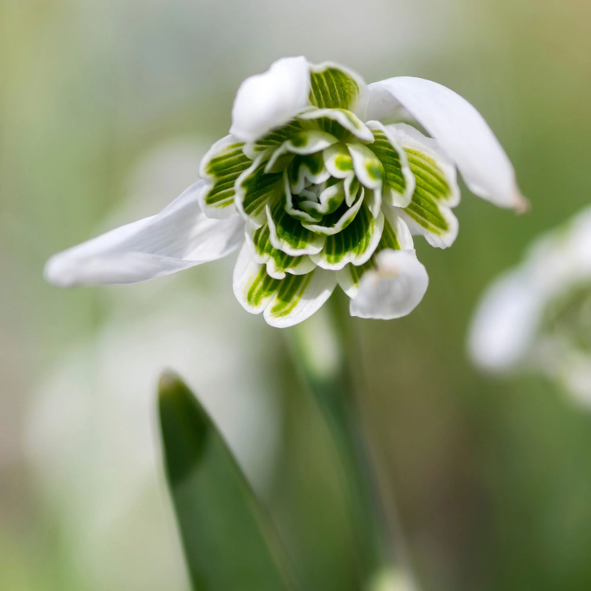 Sneeuwklokje 'Flore Pleno' (x10) - Image 4