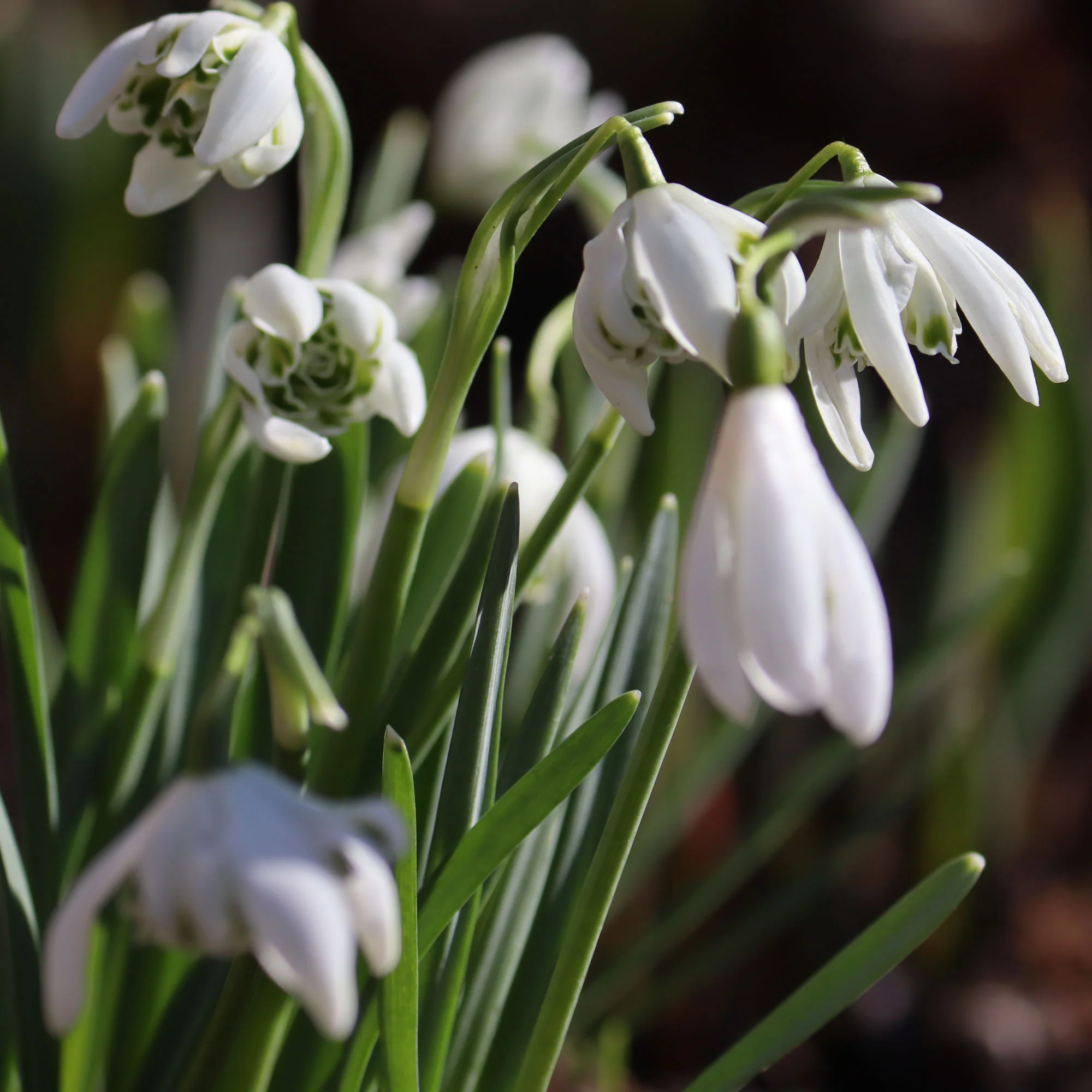 Sneeuwklokje 'Flore Pleno' (x10) - Image 5