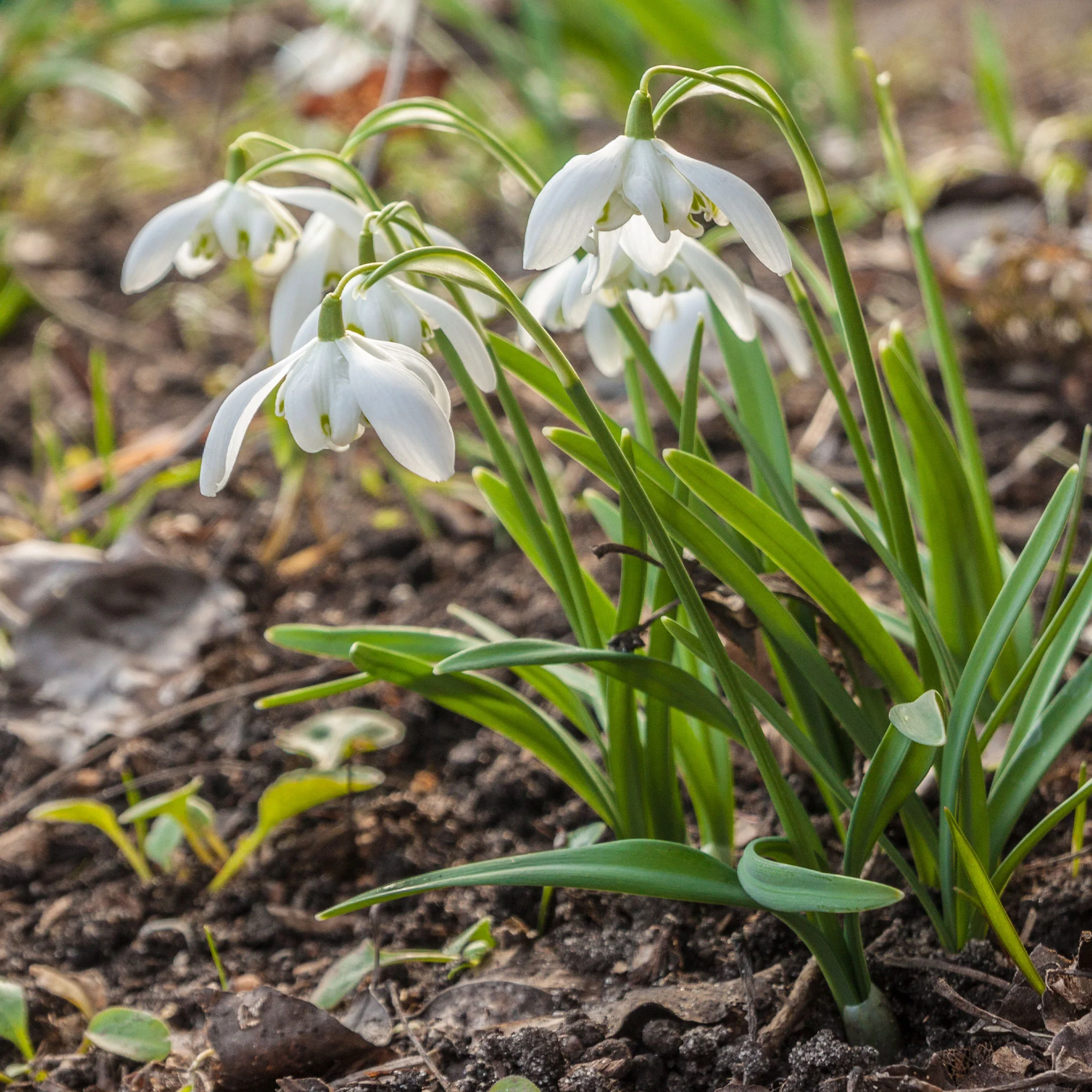 Sneeuwklokje 'Flore Pleno' (x10) - Image 6