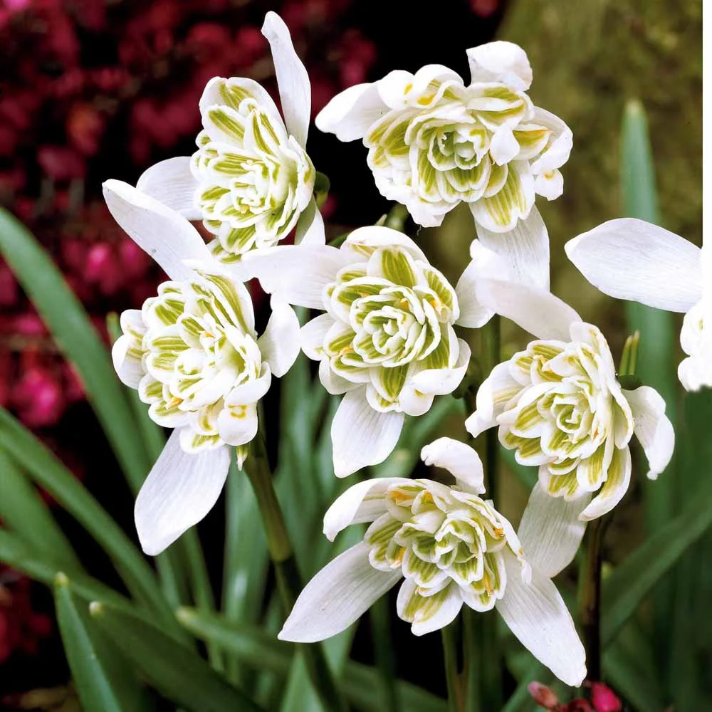 Sneeuwklokje 'Flore Pleno' (x10) - Image 7