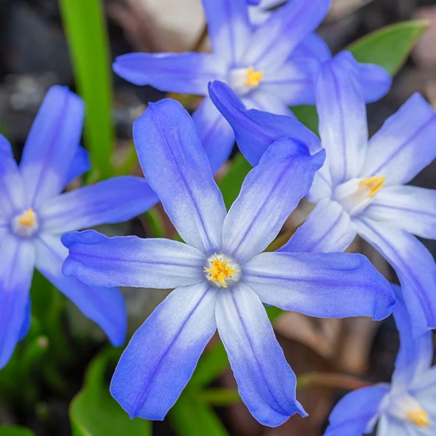 Sneeuwroem 'Blue Giant' (x10) - Image 2