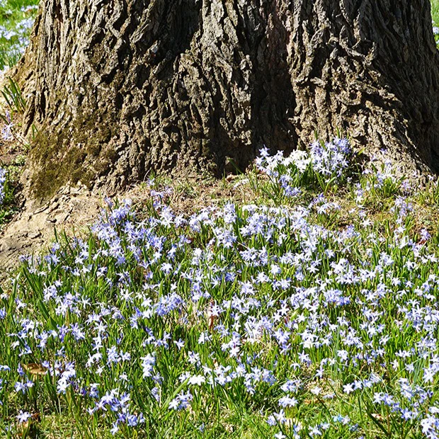 Sneeuwroem 'Blue Giant' (x10) - Image 3