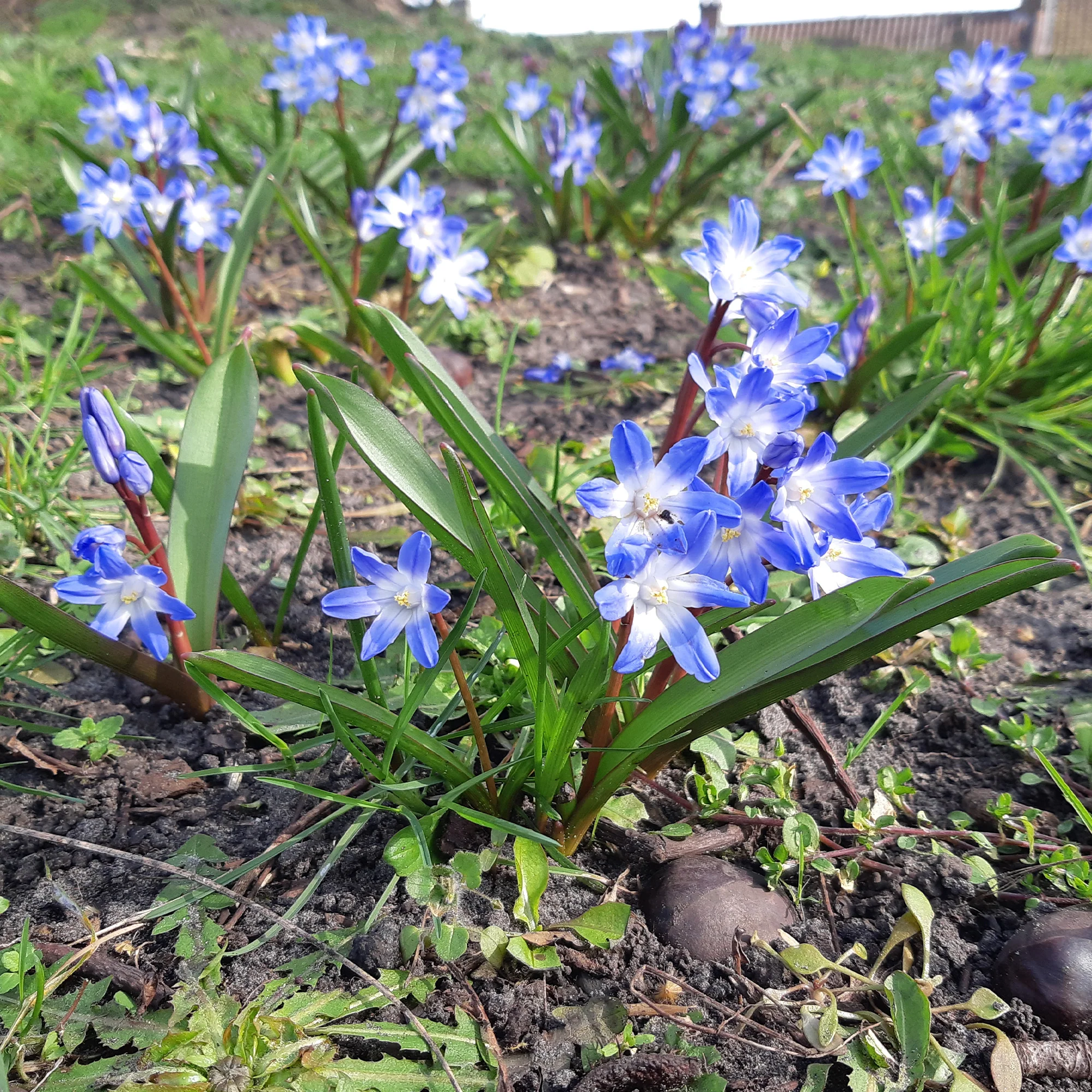 Sneeuwroem 'Blue Giant' (x10) - Image 4
