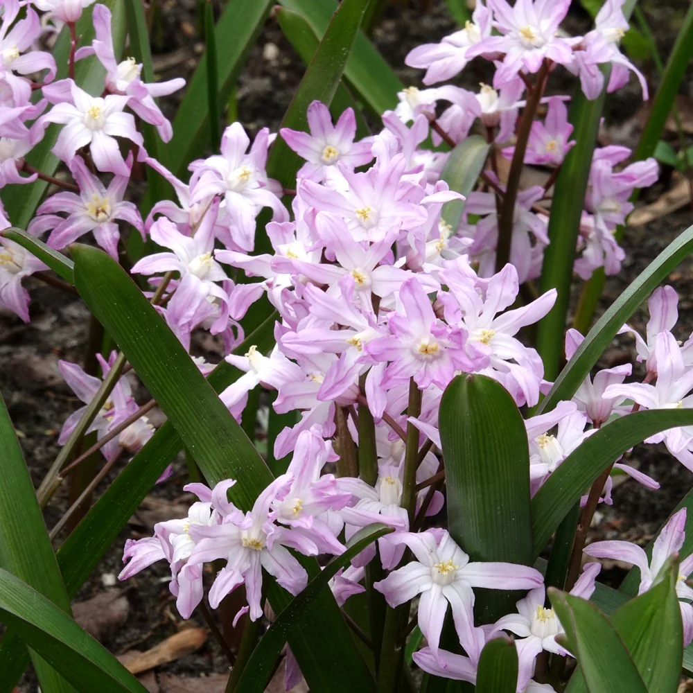 Sneeuwroem 'Pink Giant'