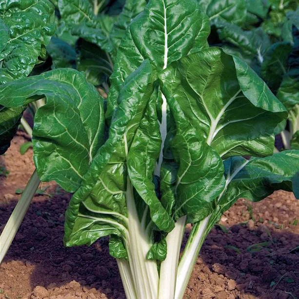 Snijbiet 'Carde Blance 3'- BIO - Image 2