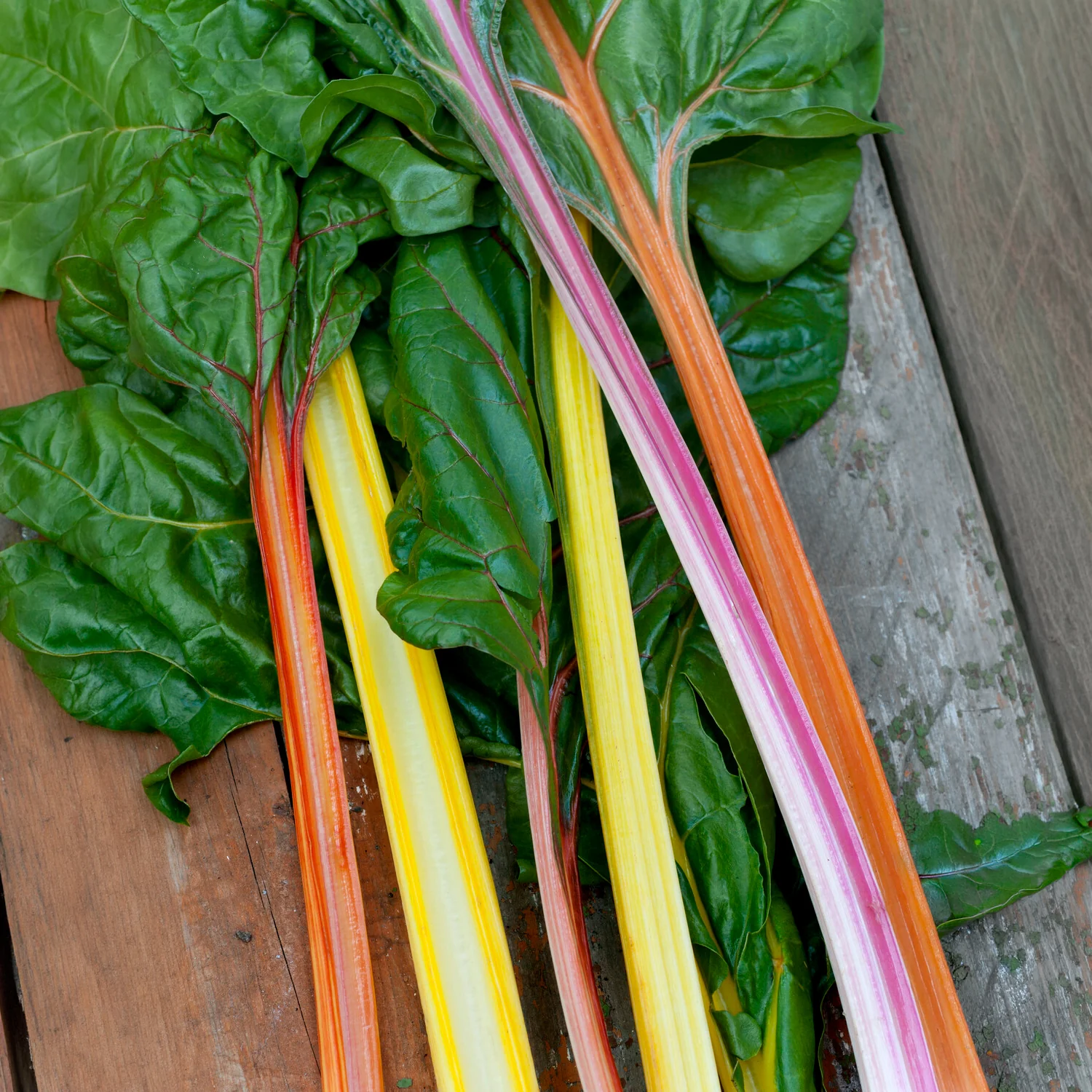 Snijbiet Mix 'Rainbow