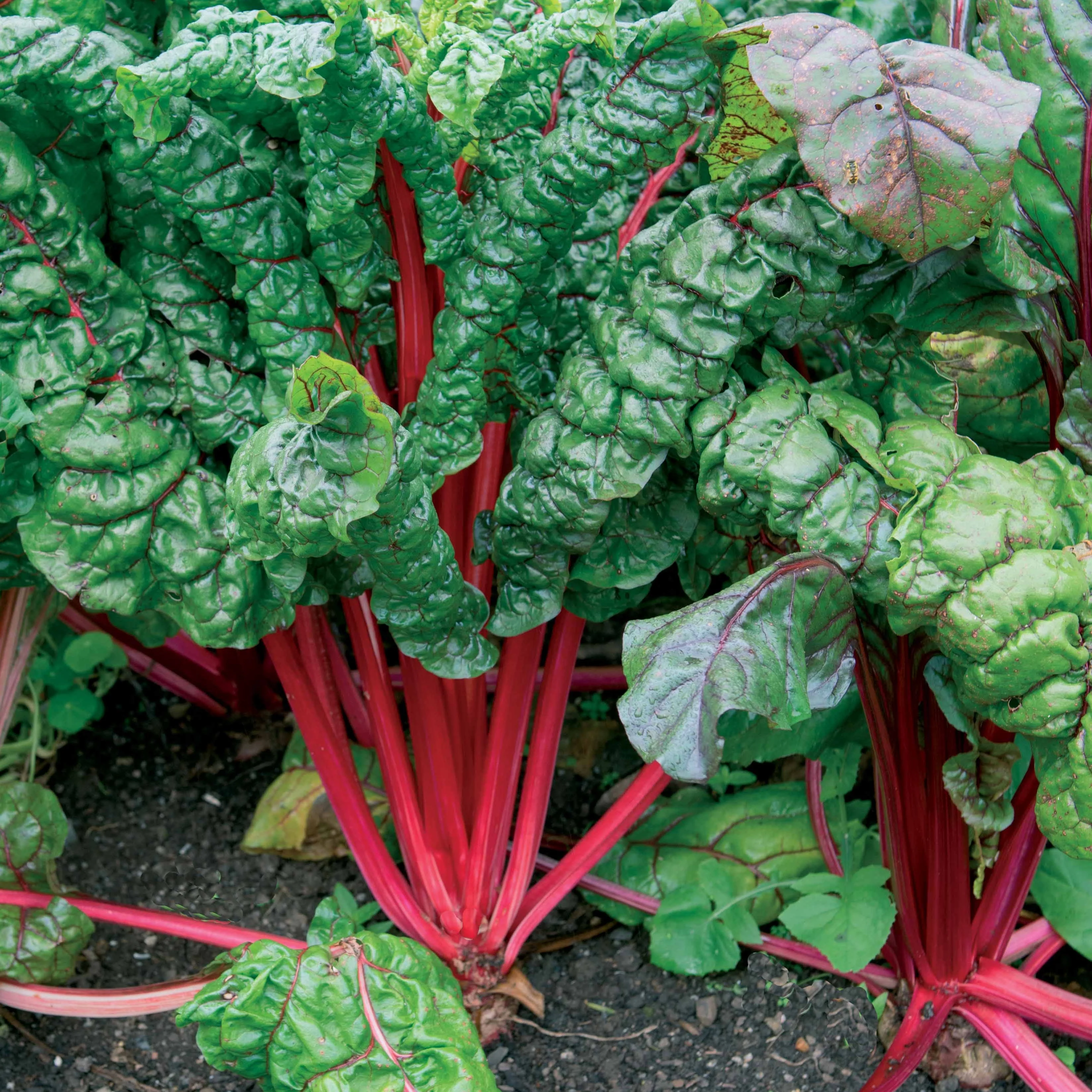 Snijbiet 'Rhubarb Chard'