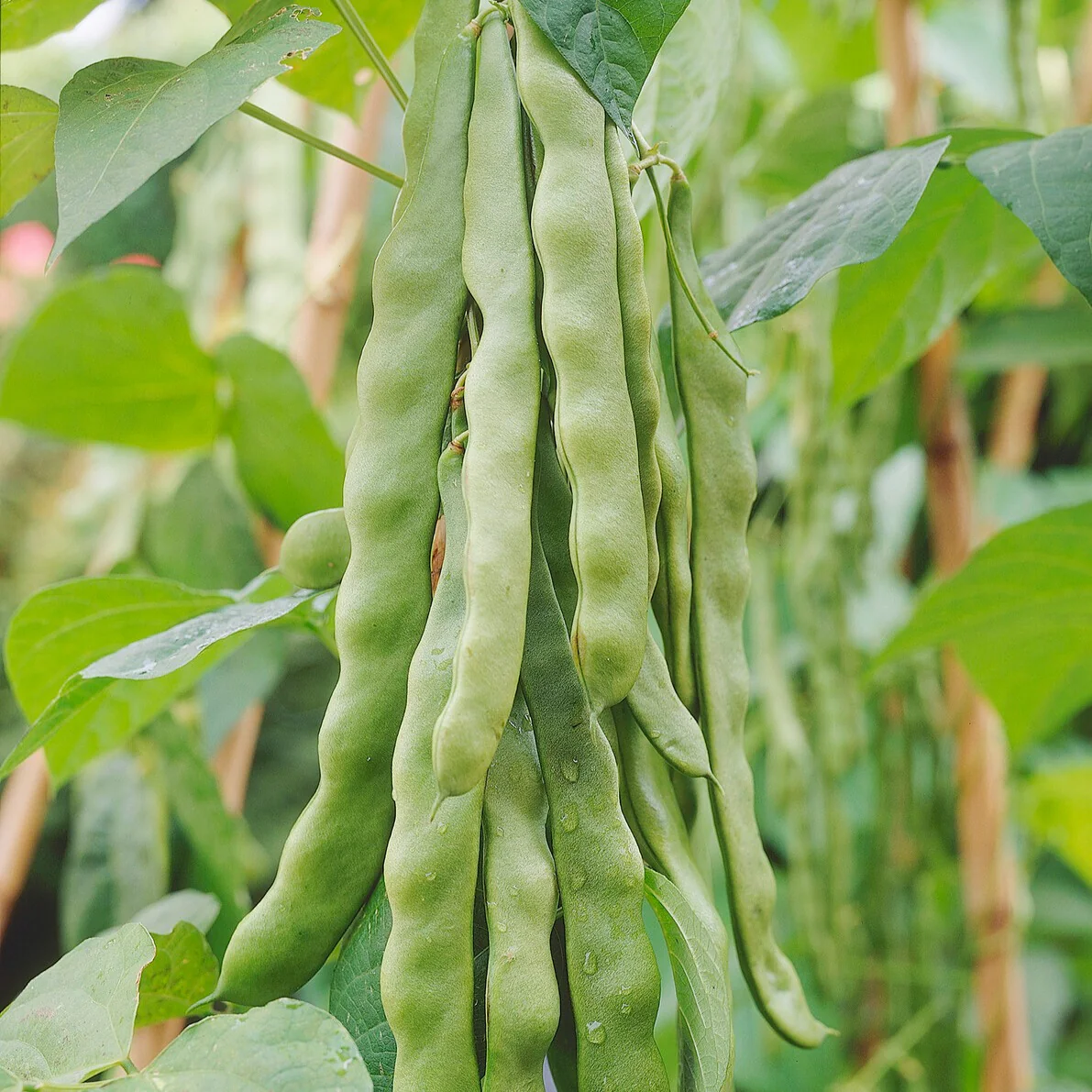 Snijboon 'Helda' - Image 2