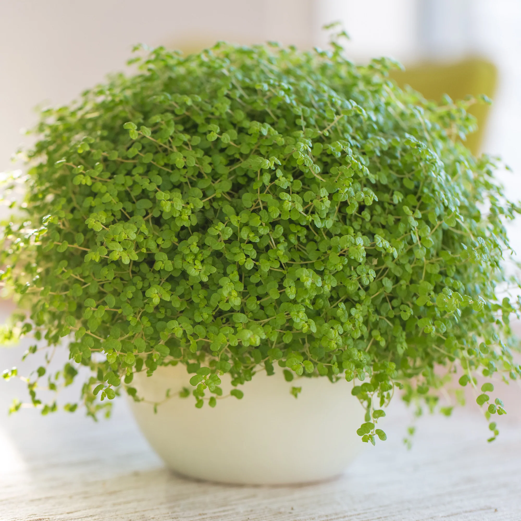 Soleirolia soleirolii / Slaapkamergeluk