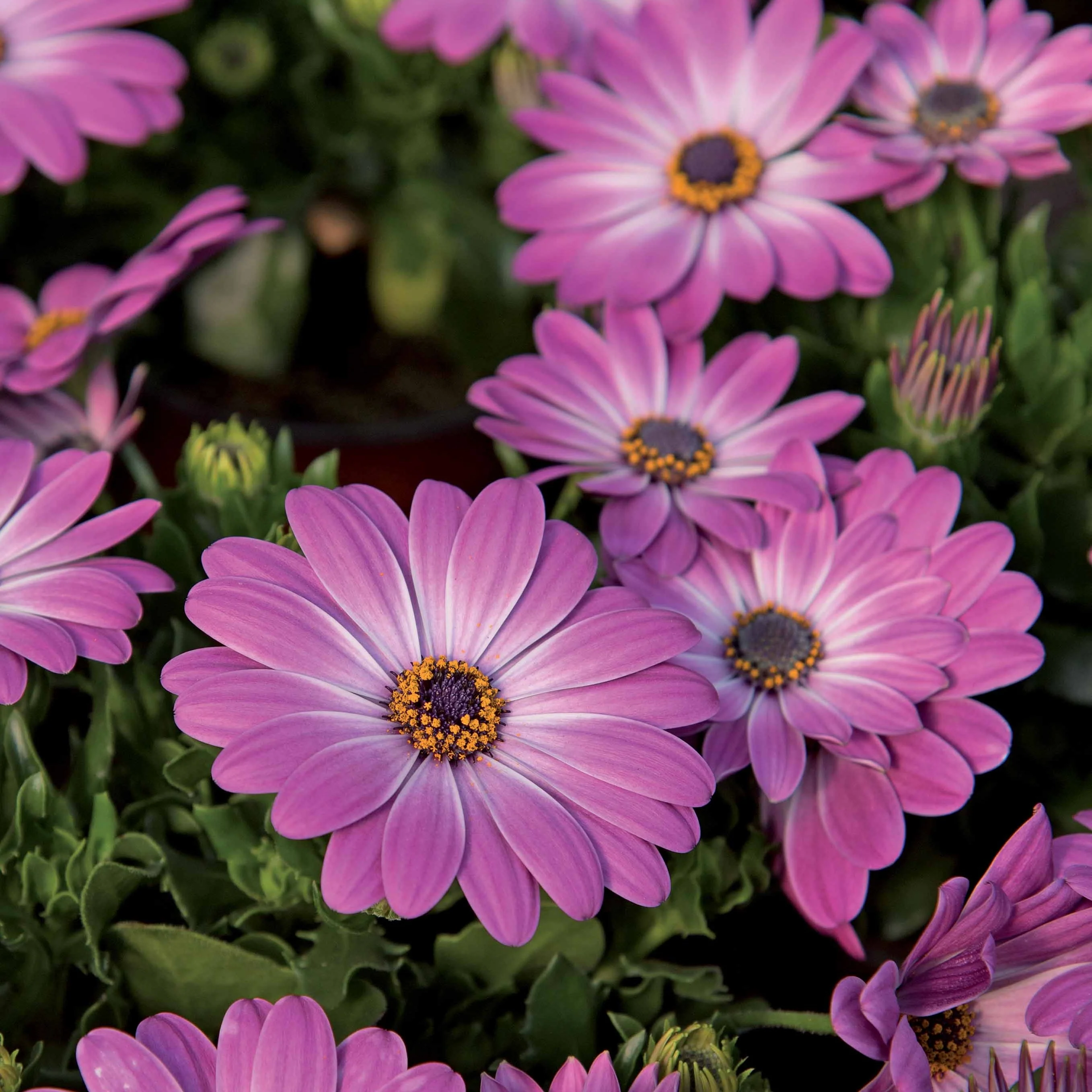 Spaanse margriet 'Pink Flave' (x3)