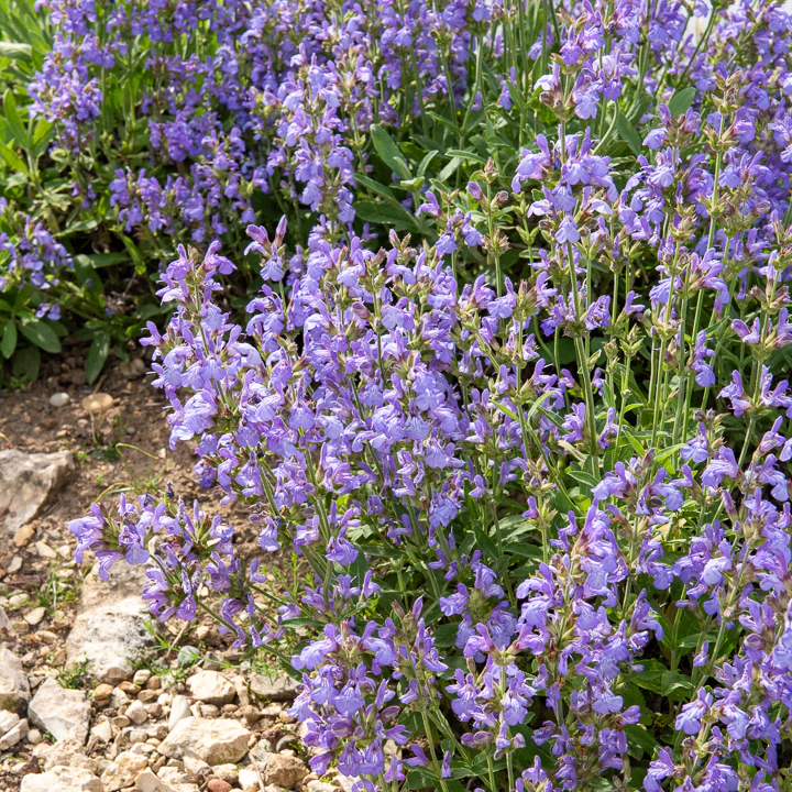 Spaanse salie - Image 3