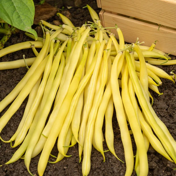 Sperzieboom 'Roquencourt' - Image 2