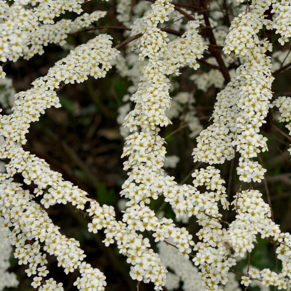 Spierstruik arguta - Image 2